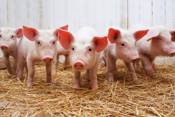 Действующая свиноферма в Кировоградской области